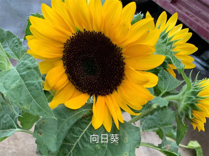向日葵